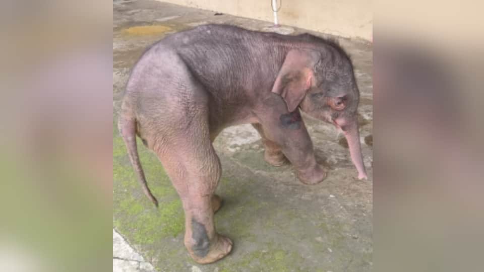 हाथी का बच्चा, प्रतीकात्मक