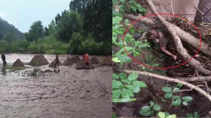 Two people died due to flood within two days, dead body found in bushes one km away in Kabirdham