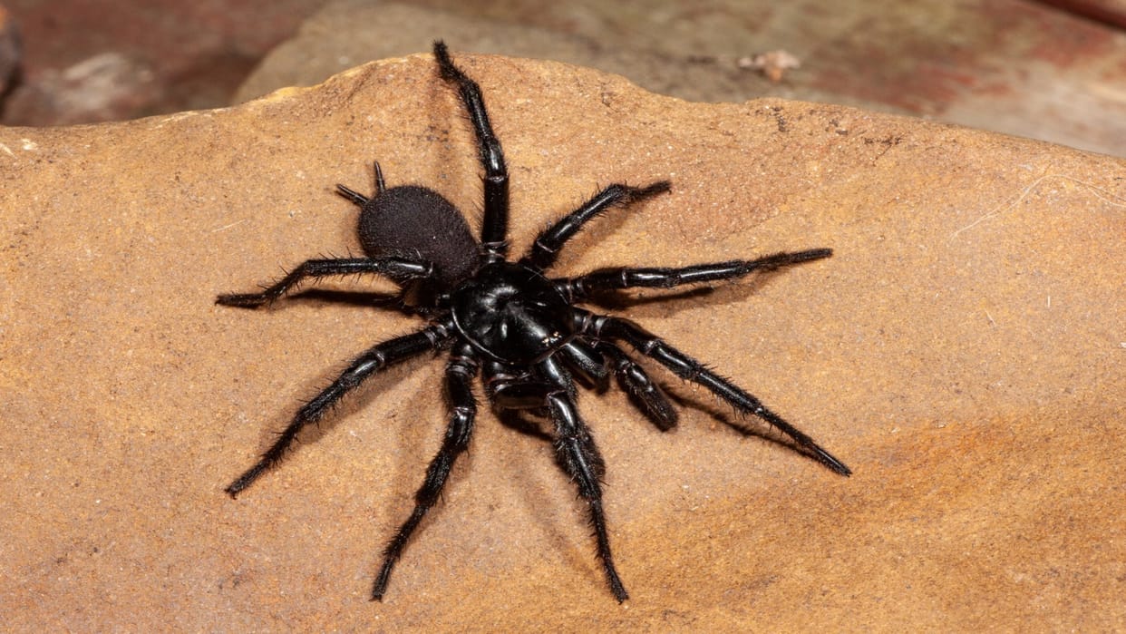 Brazilian wandering spider to sydney funnel web Worlds Most Dangerous Spiders