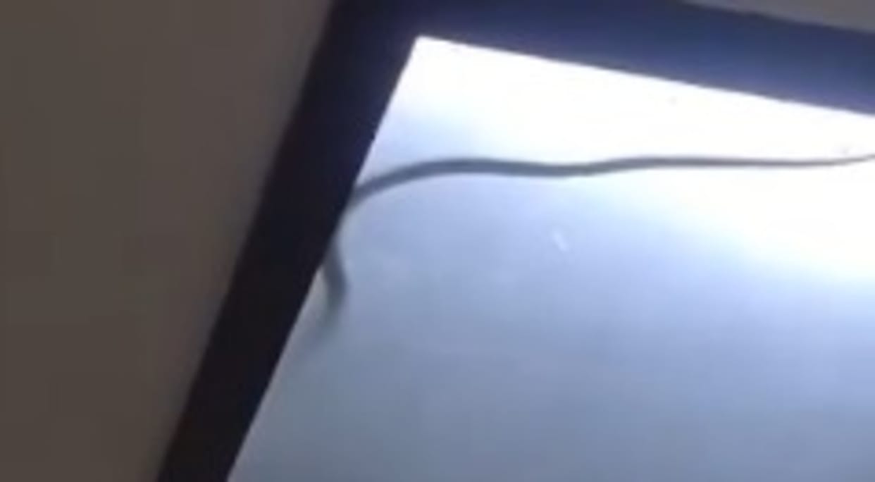 Poisonous Snake Enter In Fancy Light Of House In Noida Sector 51 Video Goes Viral