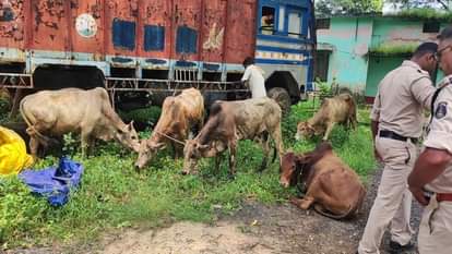 Police freed more than half a dozen cattle