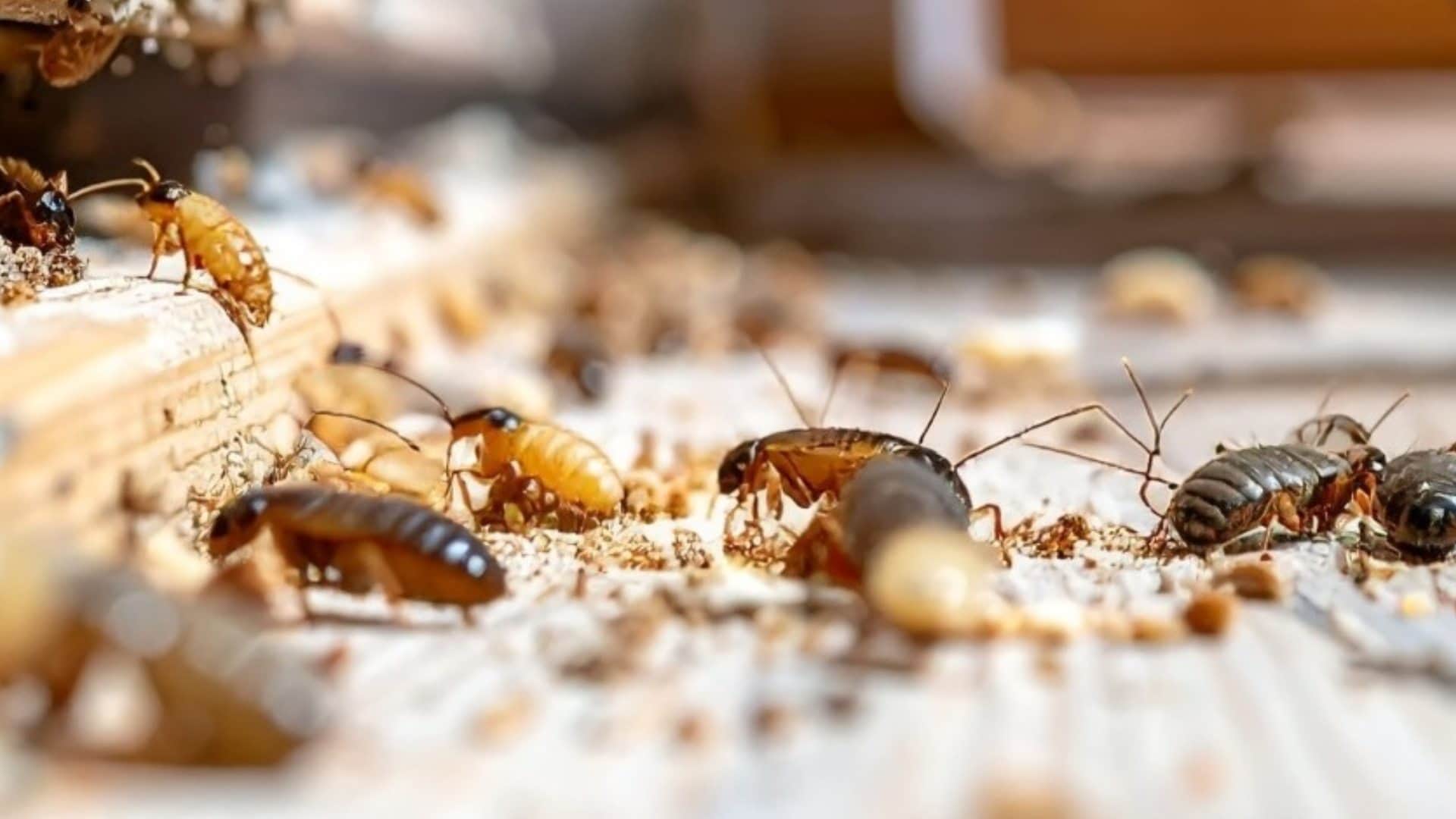 Termite Treatment effective home remedies to get rid of termites naturally at low cost