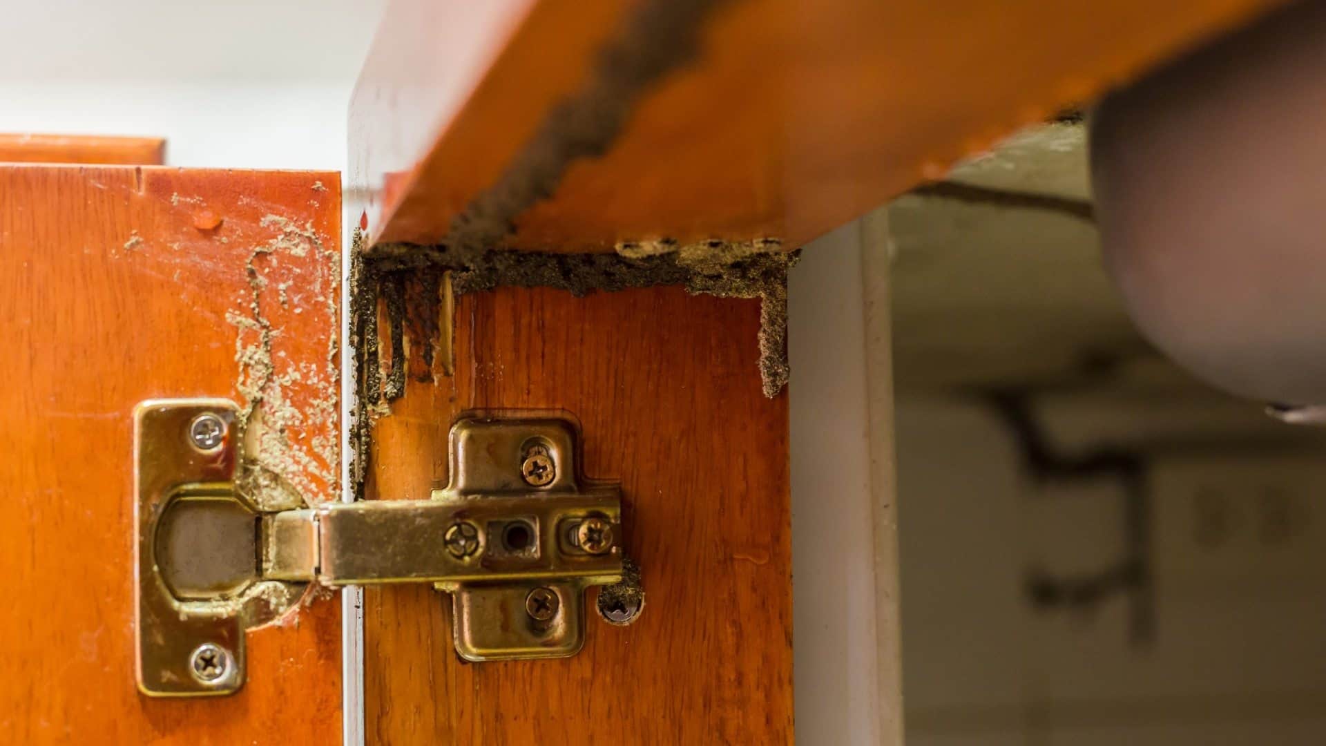 Termite Treatment effective home remedies to get rid of termites naturally at low cost