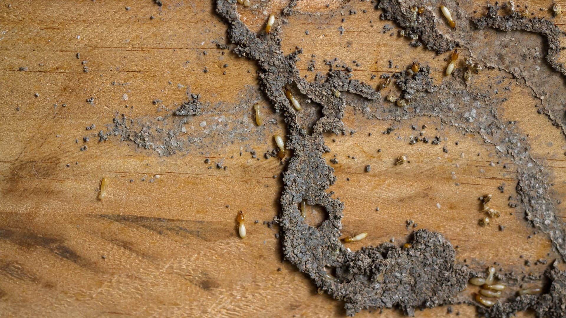 Termite Treatment effective home remedies to get rid of termites naturally at low cost