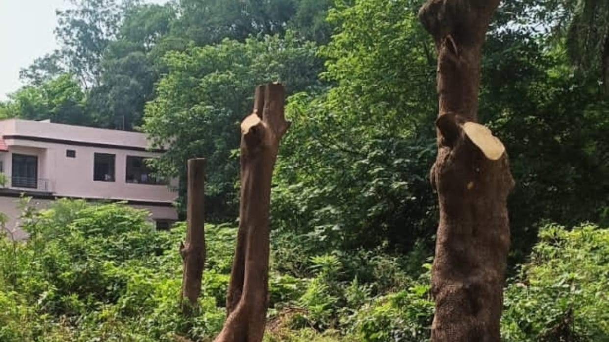 FIR lodged against four accused for illegal cut the trees in Bareilly