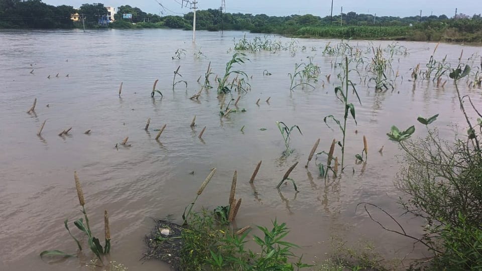 Yamuna Floods Ravage 24 Villages 30 thousand People Affected Crops Submerged in Agra Region