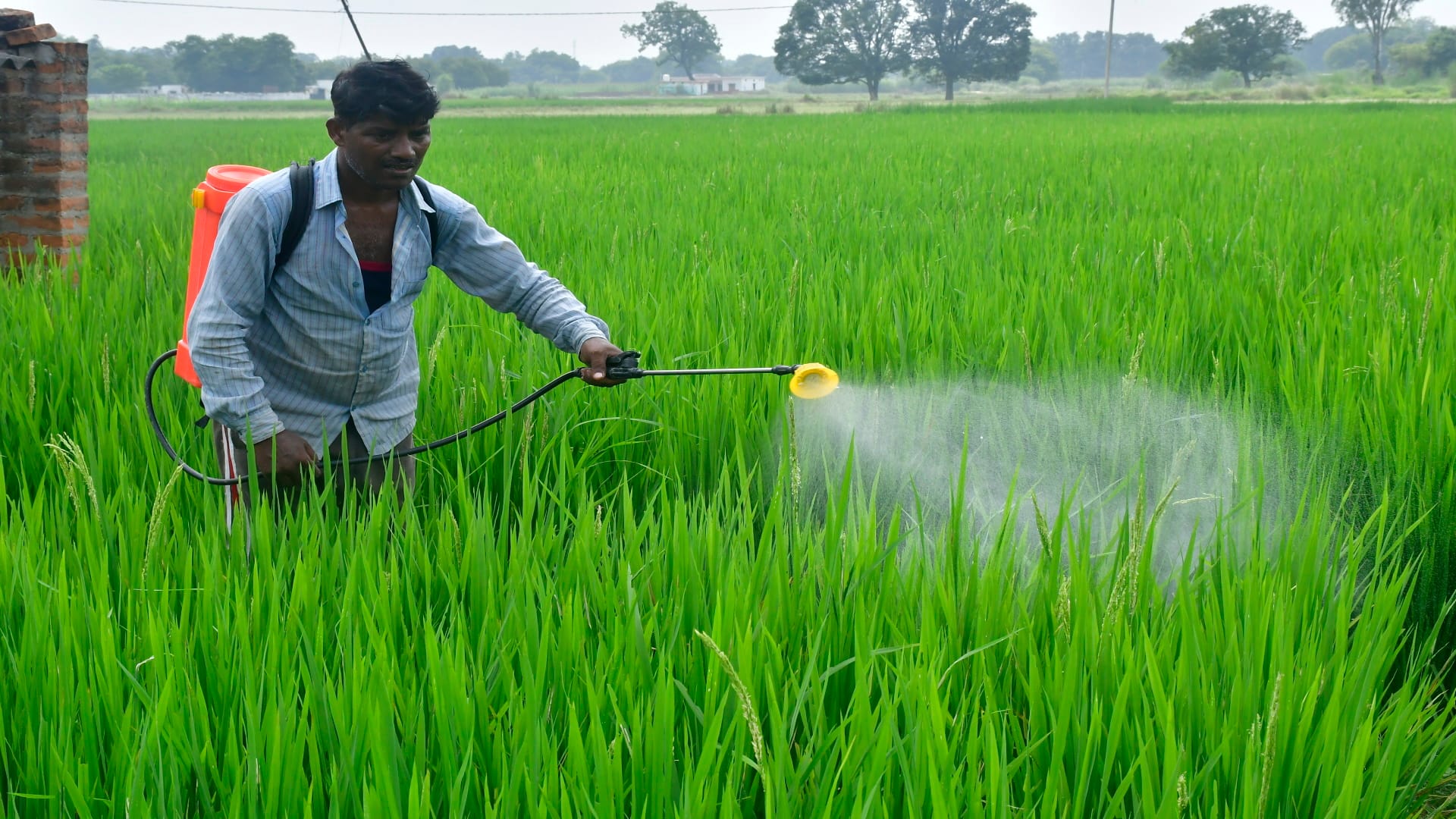 Meerut: Pesticide Use Poses Serious Risks to Farmers, Health Problems Reported During Spraying