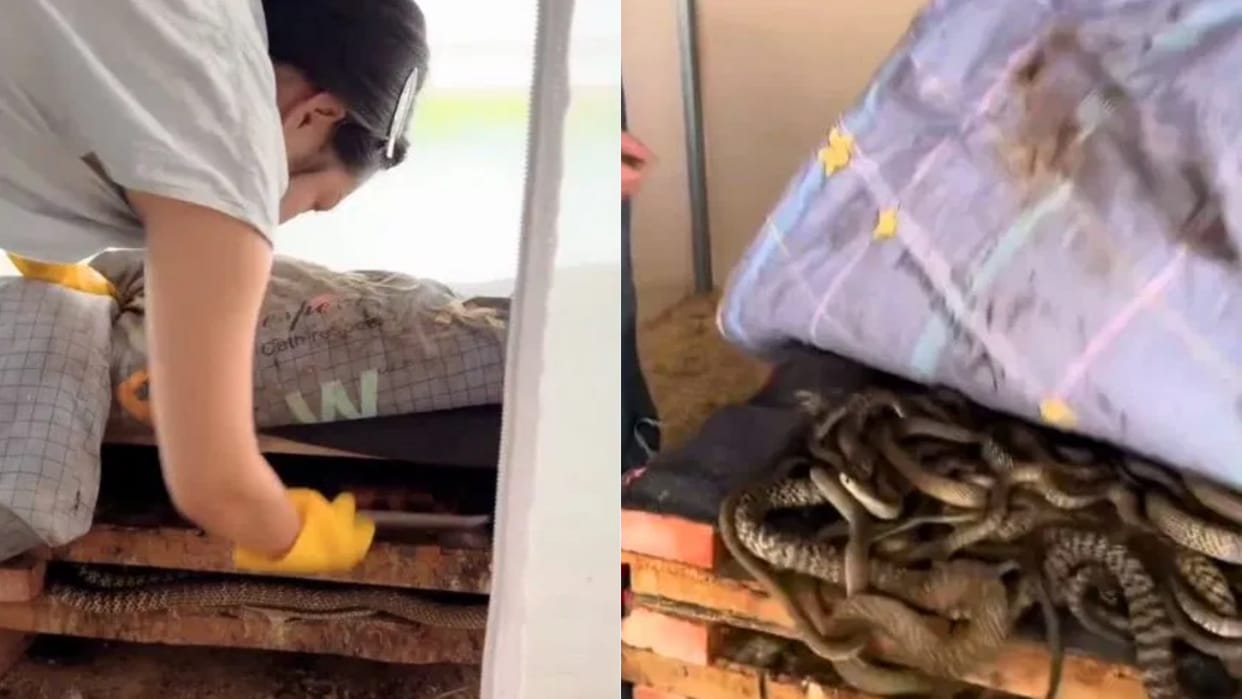 Hundreds of snakes found under the girls bed death seen crawling in the bedroom Video goes Viral