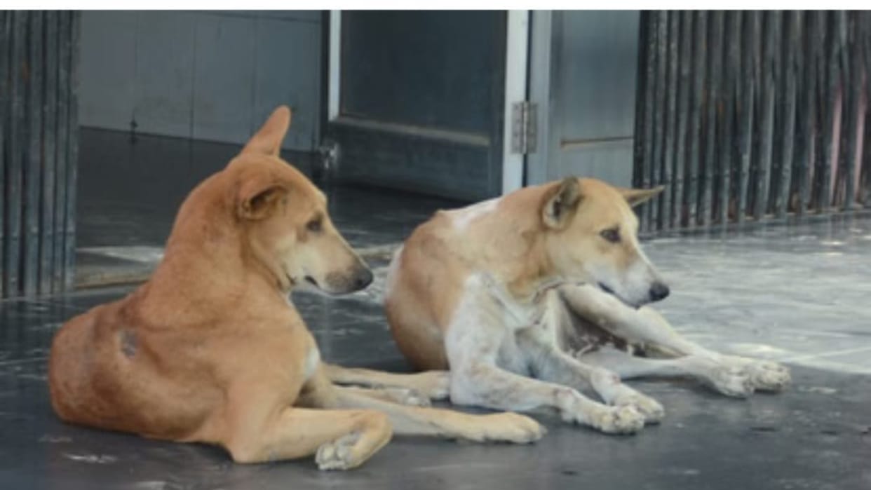 UP Teachers Got Responsibility To Monitoring Stray Dogs