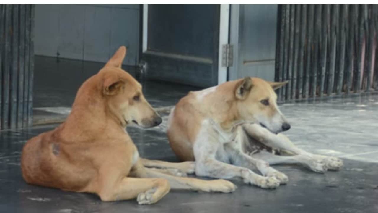 Mcd Will Allocate Rs 35 Crore For Microchipping And Vaccinating Stray Dogs In Delhi