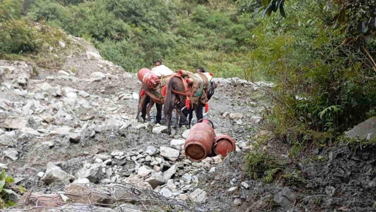 Uttarkashi News Mules are delivering supplies and cylinders to the rural areas of the Yamuna Valley