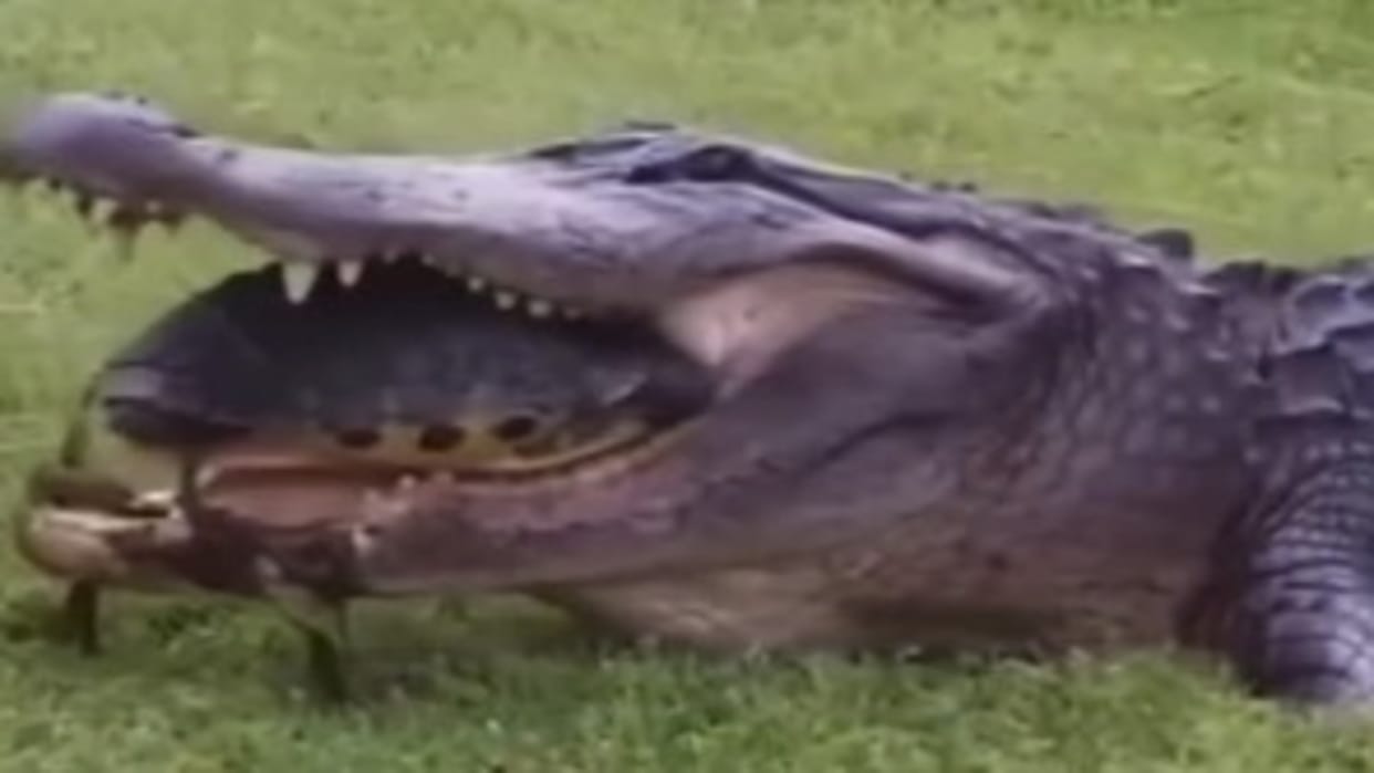 Tortoise Escaping Crocodile Mouth Video Is Going Viral On Social Media