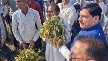 cm mohan yadav inspection in sailana farm damage scolds sp promises compensation