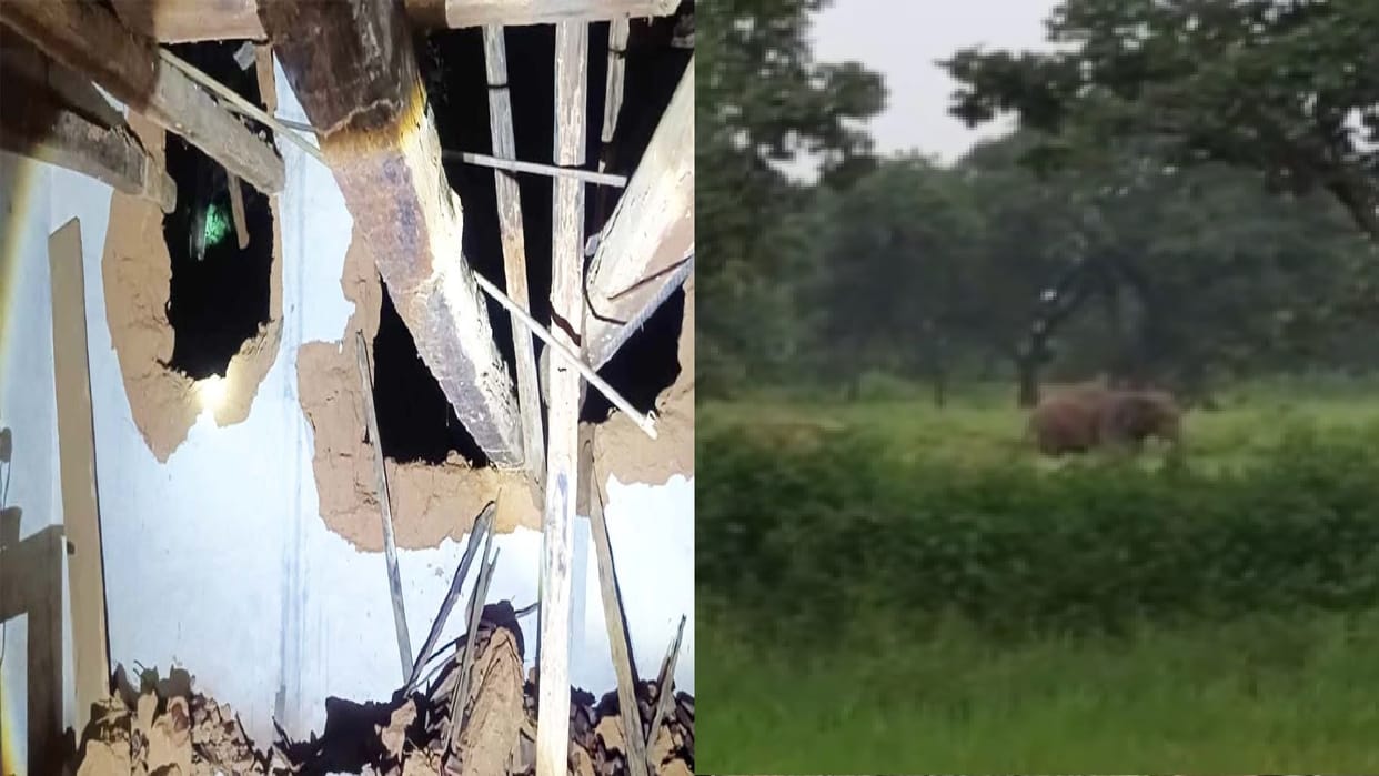 Elephant destroyed house, family saved their lives by hiding in room, villagers forced to stay awake at night