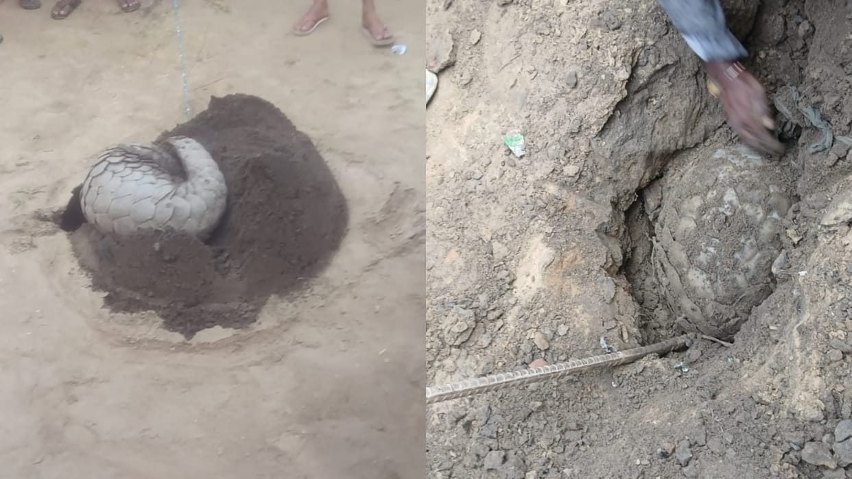 pangolin caught from the villager house in Lakhimpur Kheri