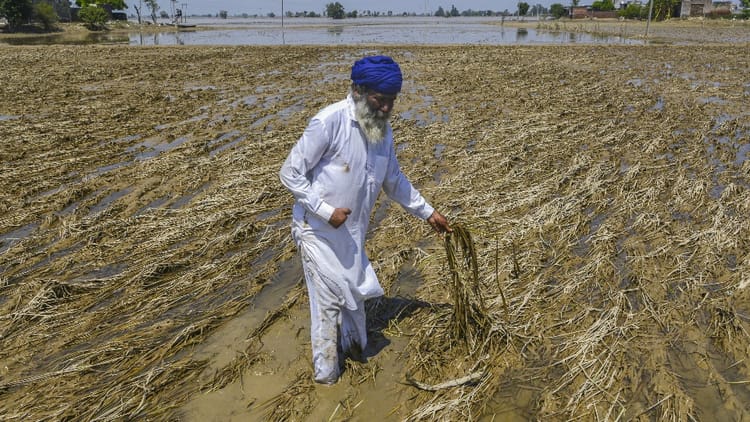 Kanak Seeds Will Come From Up In Punjab, Many Villages Of Pilibhit Came Forward To Help Flood Affected Farmers – Amar Ujala Hindi News Live