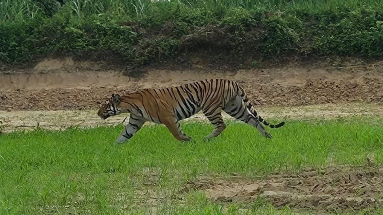 बरौंछा की बाघिन