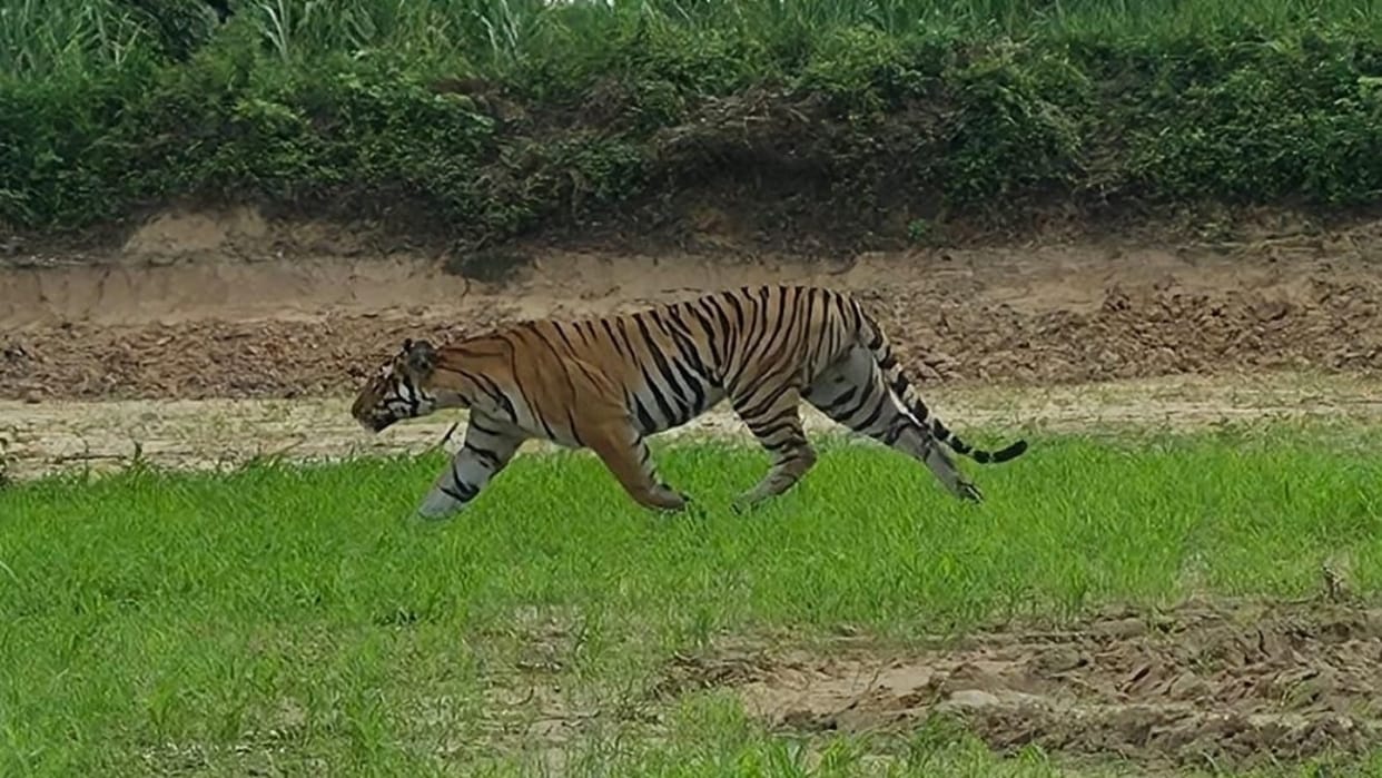 tigress is dodging the forest department team in Dudhwa
