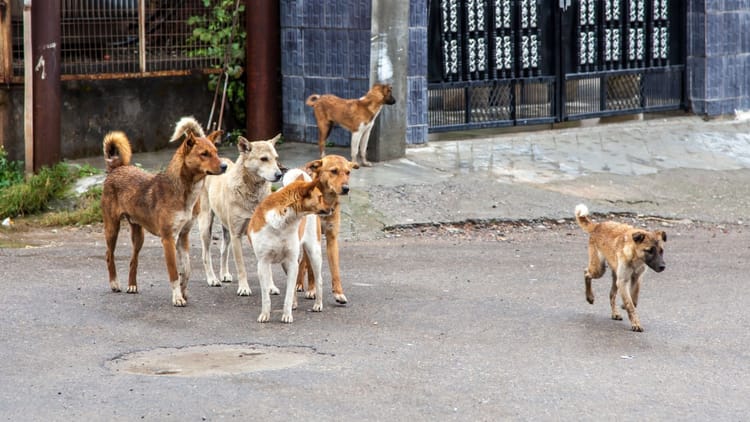 महाराष्ट्र बीड में आवारा कुत्तों का हमला, 40 से ज्यादा घायल