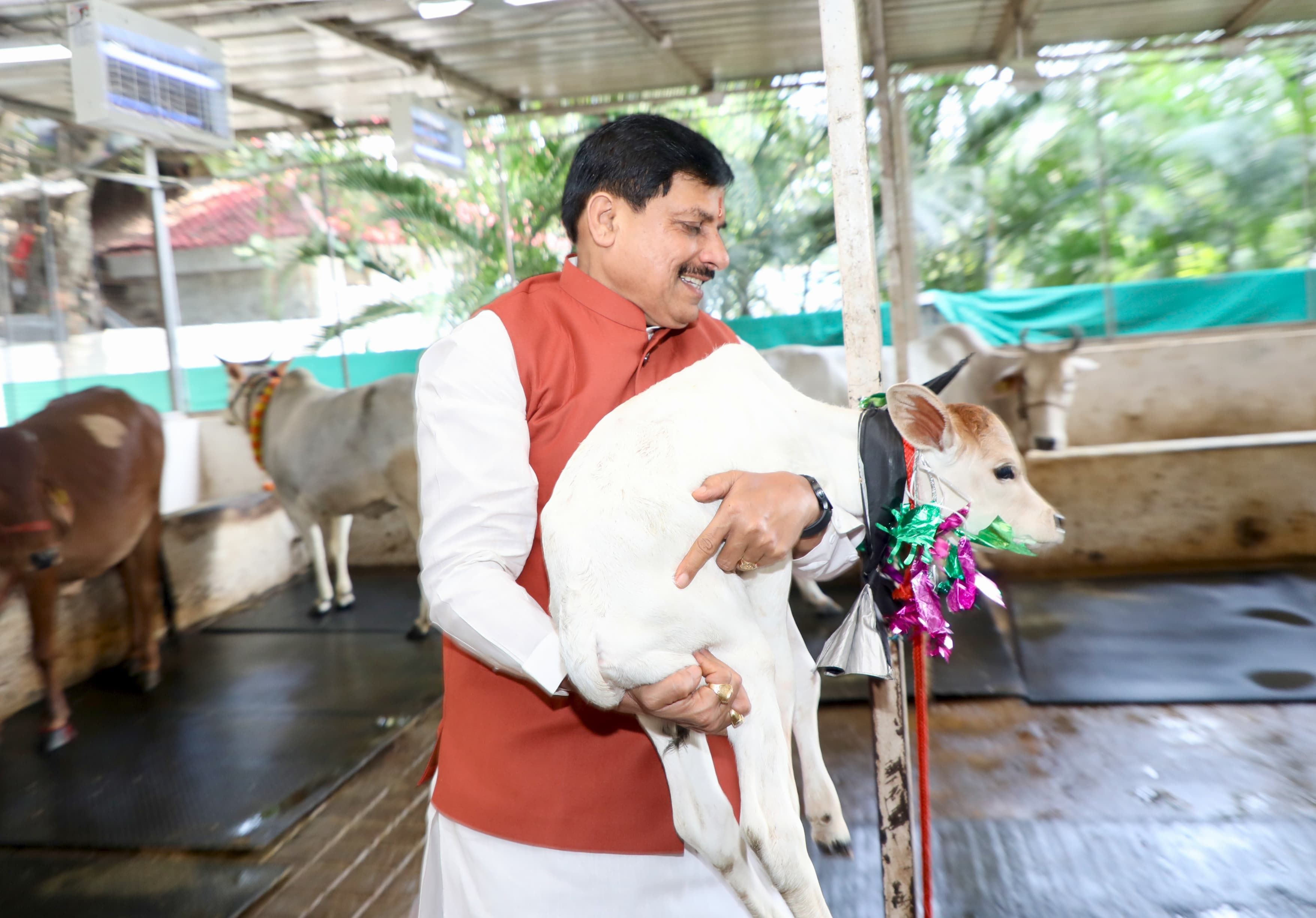 सीएम डॉ. मोहन यादव बछिया के साथ