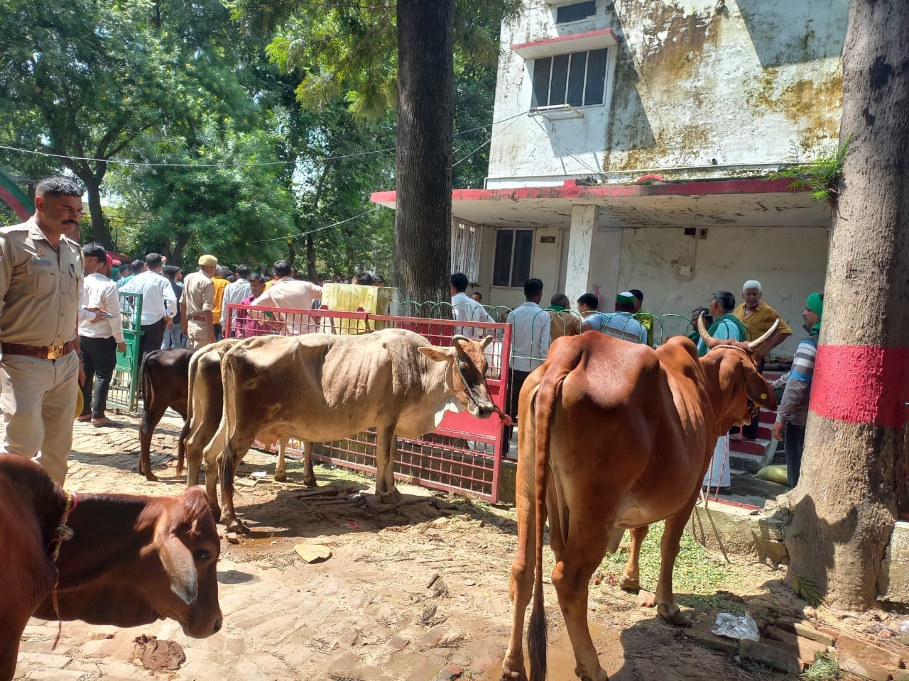 Bijnor News: Farmers tie cattle at DFO office in protest against leopard attacks in Bijnor