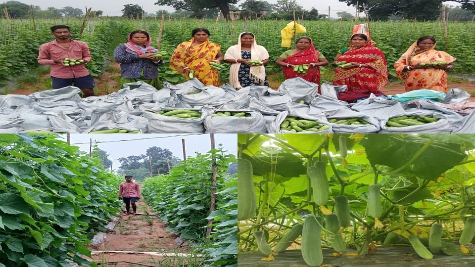 Balrampur farmer Ankit Mandal wrote a success story through cucumber cultivation in Balrampur Ramanujganj