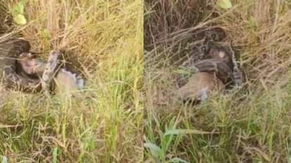 नील गाय के बच्चे को जिंदा निगलने के बाद बेहाल हुआ अजगर