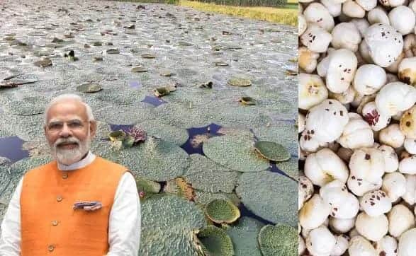 पीएम मोदी ने मखाना के किसानों को बड़ी सौगात दी है।