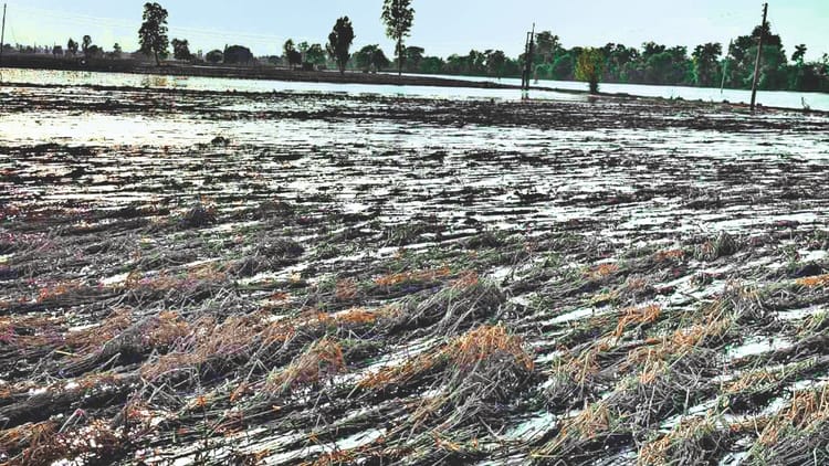 Punjab Floods Impact Lakh Acres Of Paddy Crop Destroyed, Markets Empty And Homes Damaged – Amar Ujala Hindi News Live