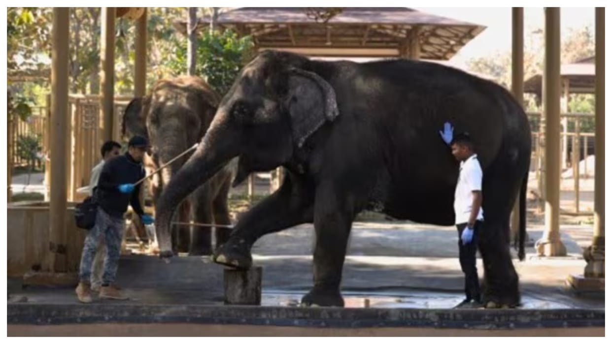 supreme court judge J Chelameswar led sit gives clean chit to Vantara zoological centre gujarat