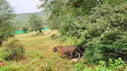 Alwar News: Tigress ST-2302 gives birth to cub in Sariska, number of tigers in sanctuary now 49