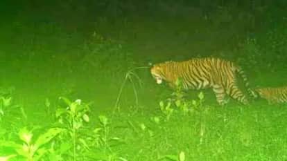 Alwar News: Tigress ST-2302 gives birth to cub in Sariska, number of tigers in sanctuary now 49