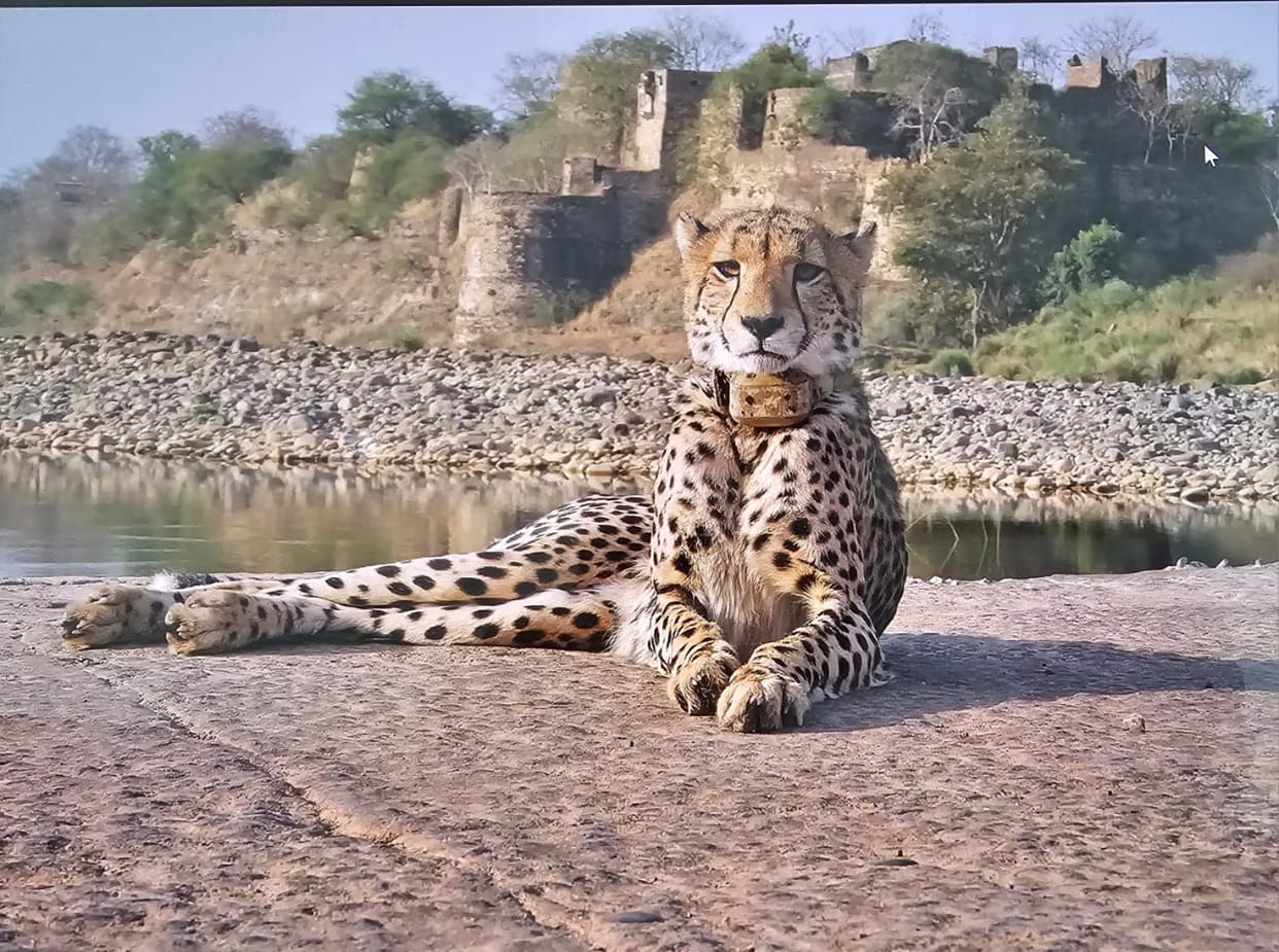 MP News: Kuno on PM Modi's 72nd birthday, now female cheetah Dhira will be released in Gandhi Sagar on his 75t