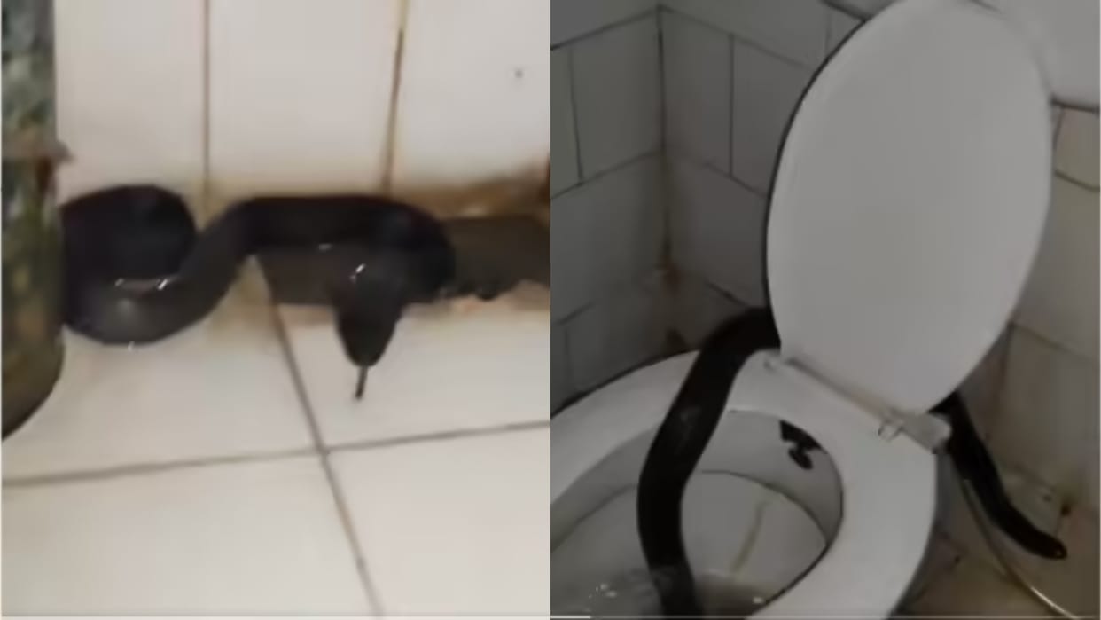 As soon as hostel toilet seat was lifted a poisonous cobra was sitting with its hood spread Video goes Viral