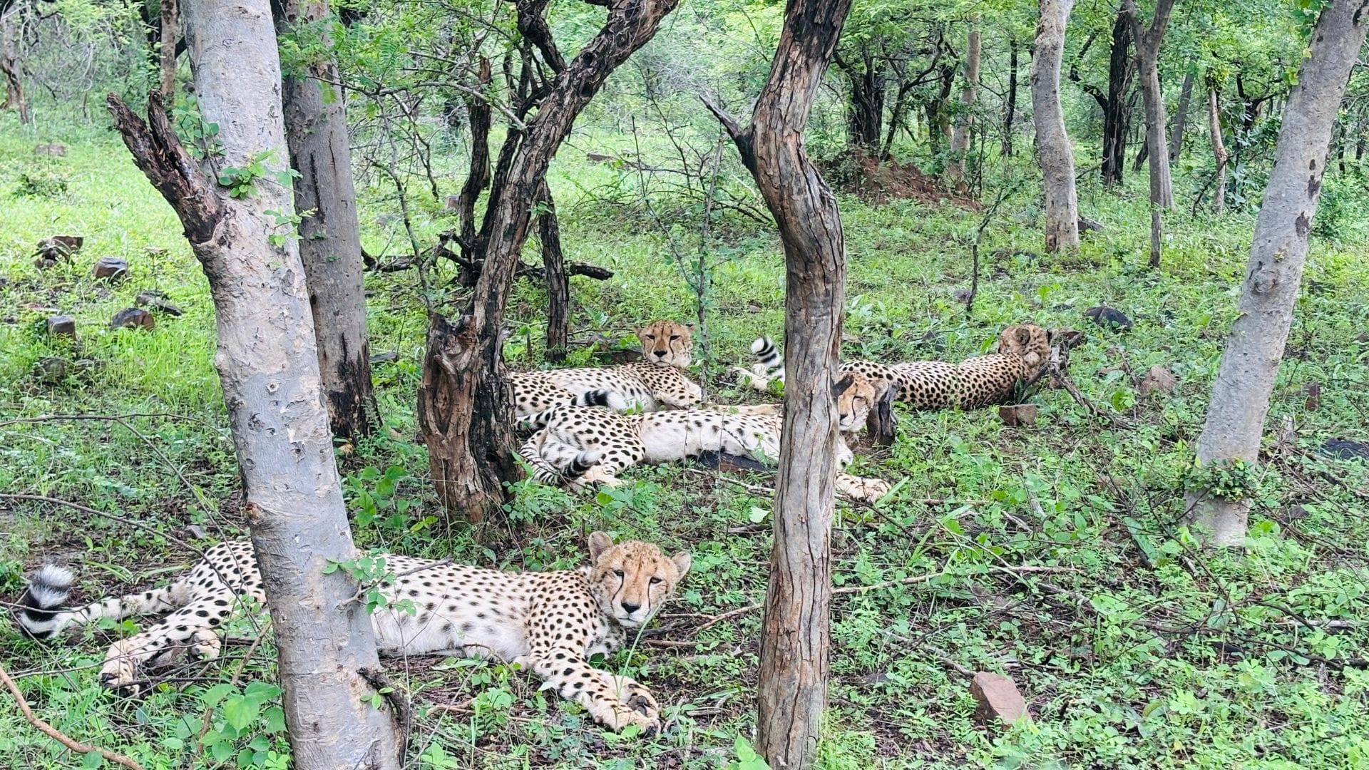 MP News: Kuno on PM Modi's 72nd birthday, now female cheetah Dhira will be released in Gandhi Sagar on his 75t