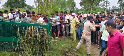 Bijnor: Leopard Captured in Issapur Bijnor, Three Days After Woman’s Death