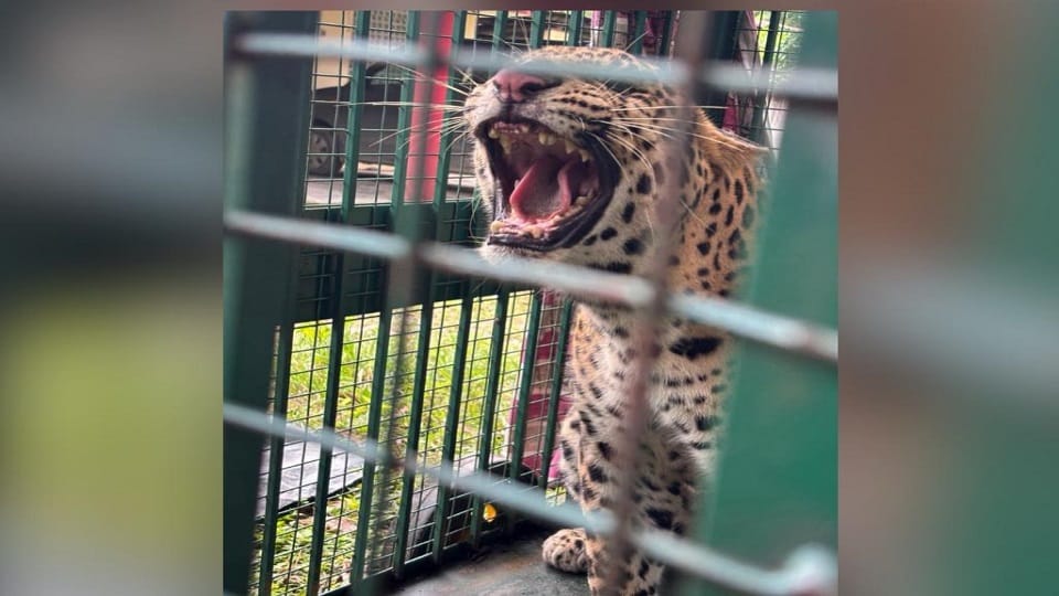 Bijnor: Meera's killer leopard got 'life imprisonment', due to this he became a cannibal, know his weight