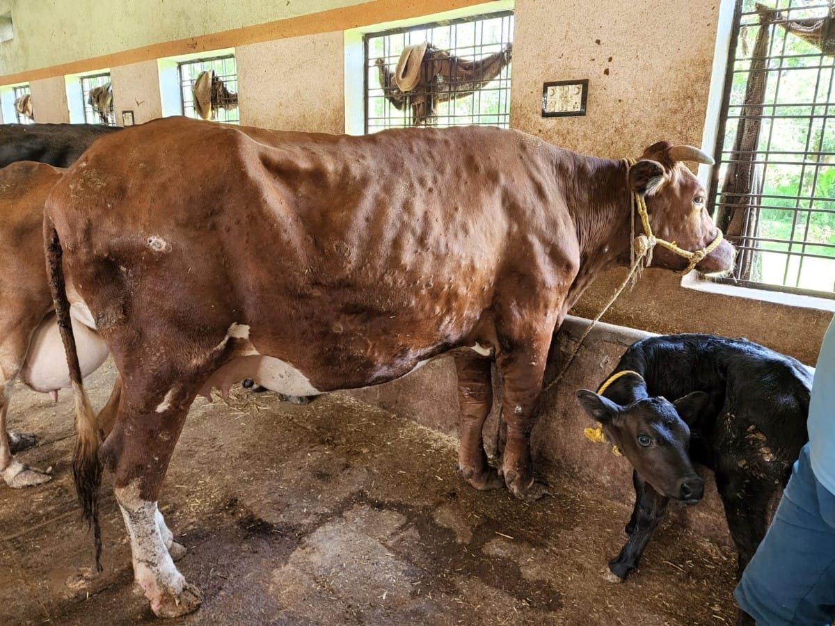 UP: Due to Lumpy disease, animals in these 7 districts of the state have been put under lockdown, animal fairs