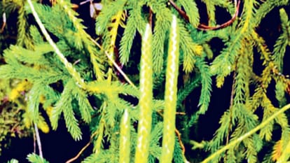 खोज: हिमाचल में मिली दुर्लभ वनस्पति, पाचन शक्ति को करेगी मजबूत Discovery: Rare plant found in Himachal, will strengthen digestive power