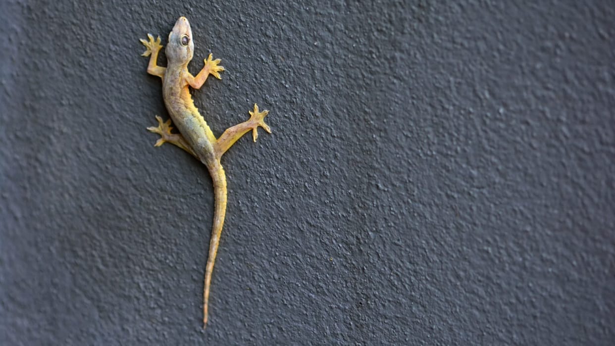 Remedies to Get Rid of Lizards at Home Ram Ban Solutions Chipkali Kaise Bhagaye Gharelu Upay