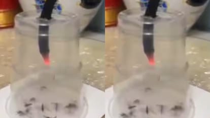 शख्स ने एक साथ 14 मच्छरों को ग्लास में बंद कर दी दर्दनाक मौत