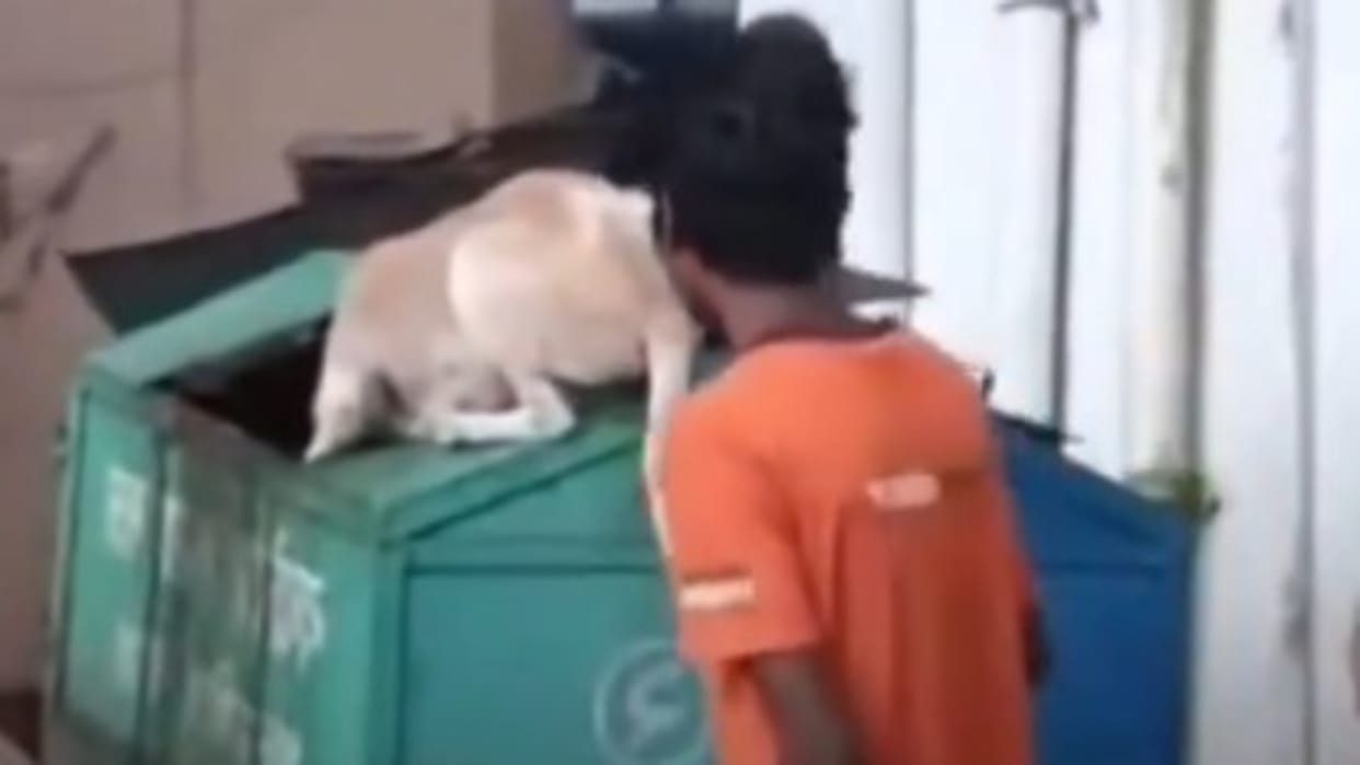 Viral Video Of Boy Doing Prank with Dog But Prank Backfired Video Goes Viral