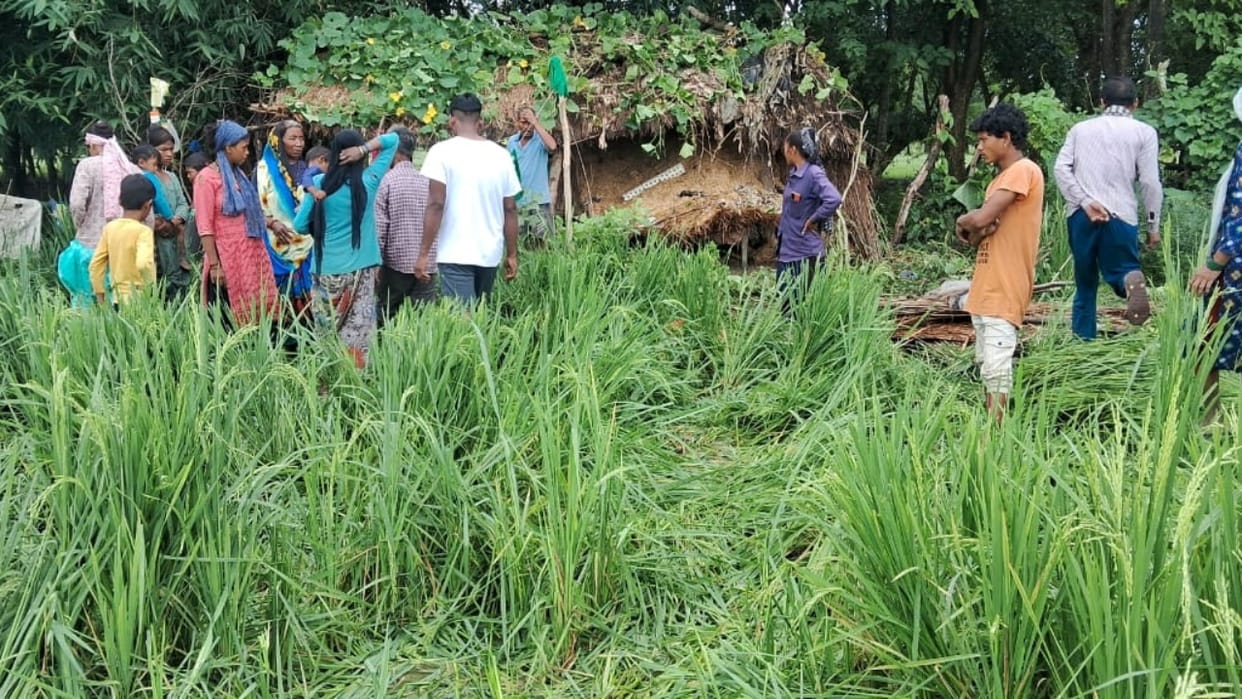 Nepalese elephants destroying huts and trampling paddy crops in Pilibhit