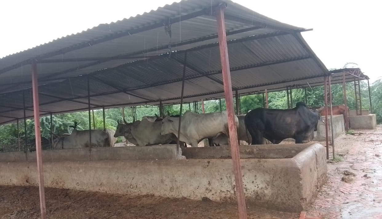 Kanpur 41 cattle died in 29 cow shelters in three months 31 were protected and 73 were given