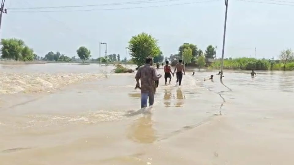 Sutlej overflows in Fazilka villages submerged