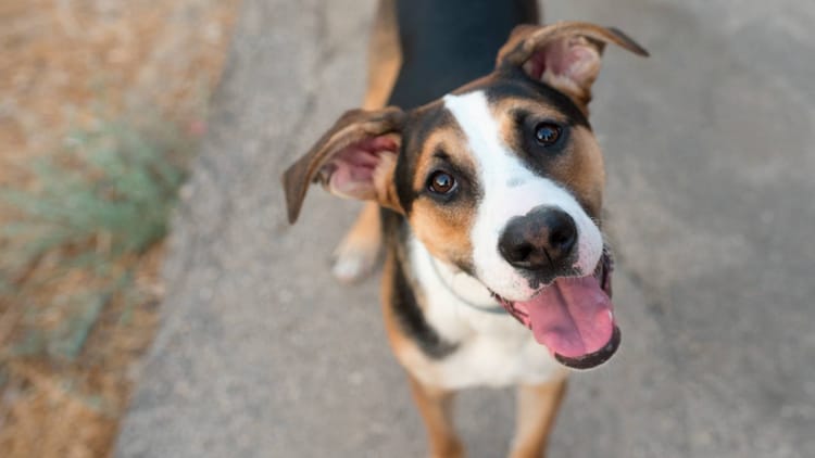 Raebareli News: एक कुत्ते ने क्षेत्र में फैलाई दहशत, दो दिन में 24 लोगों को काटकर किया जख्मी