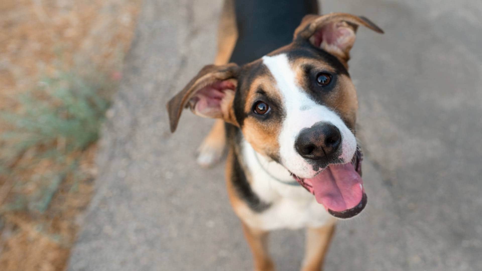 कुत्ता (सांकेतिक)