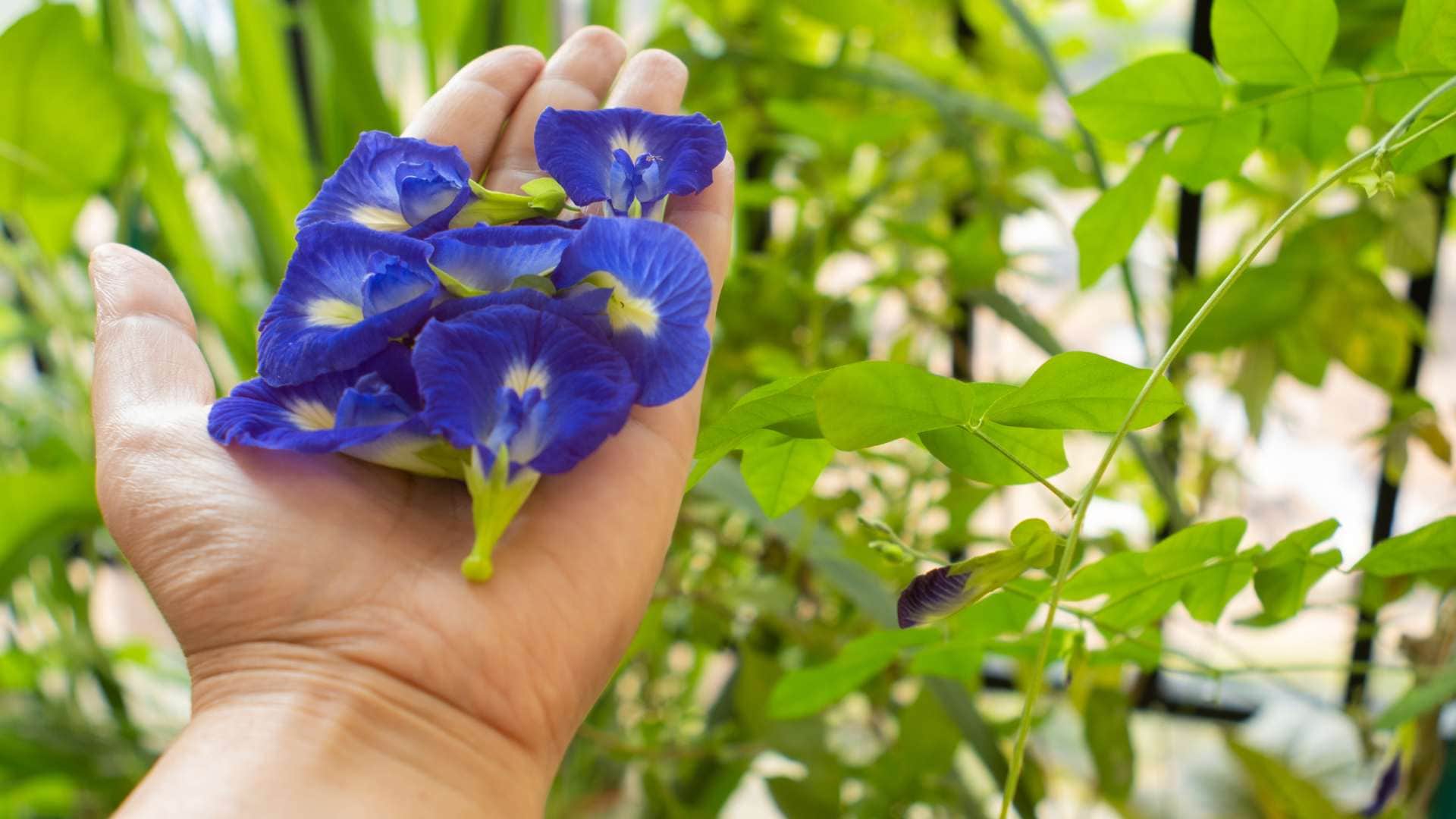 Shani Dev Remedies special flowers to ward off sade sati and dhaiya