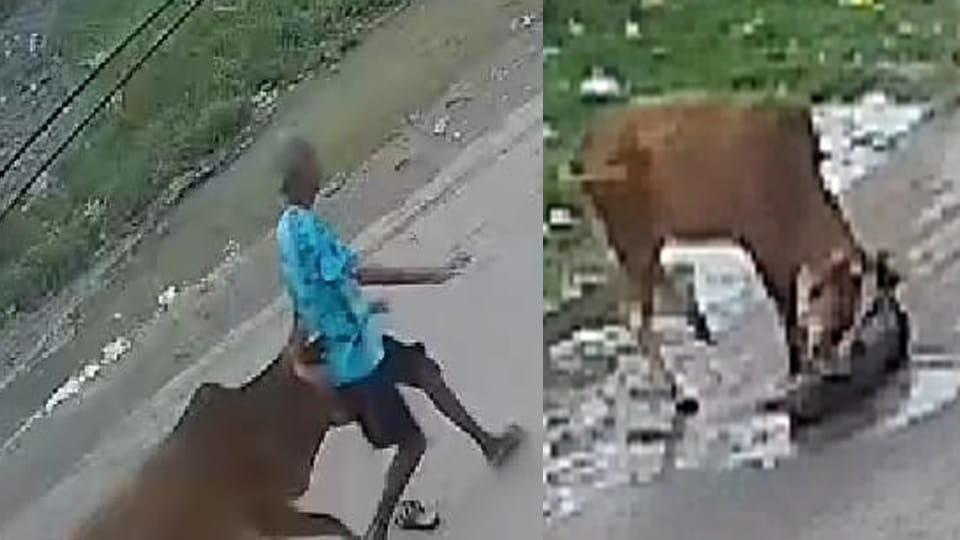 Kanpur: Cattle attack elderly man, dragging him down the street, seriously injuring