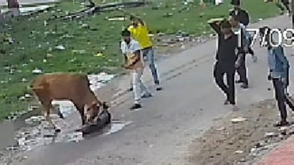 Kanpur: Cattle attack elderly man, dragging him down the street, seriously injuring